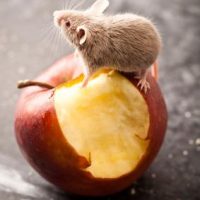 154667-283x362-Mouse_on_apple-1