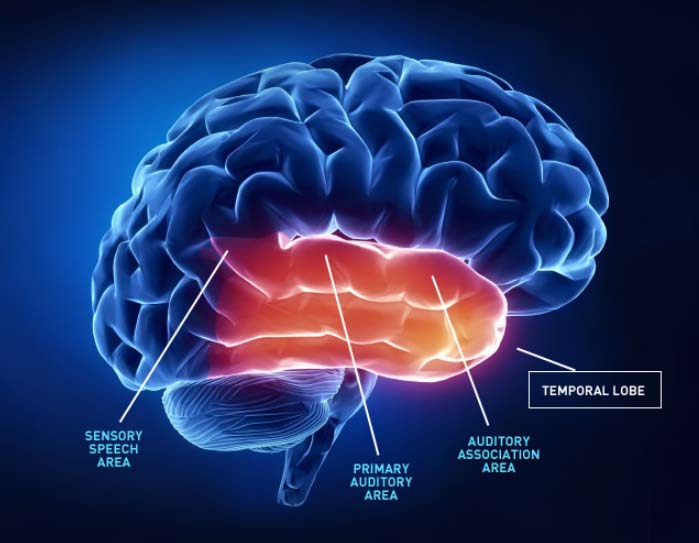 Temporal Lobe